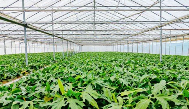 系统维护中的常见问题及优化处理方向